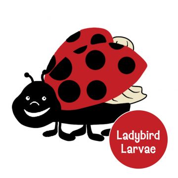 Ladybird Larvae Refill for BugLand™