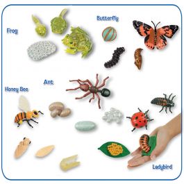 Knowledge Tree  Insect Lore Products Ant Life Cycle Stages