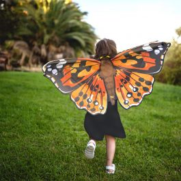 Painted Lady Butterfly Wings | Insect Lore